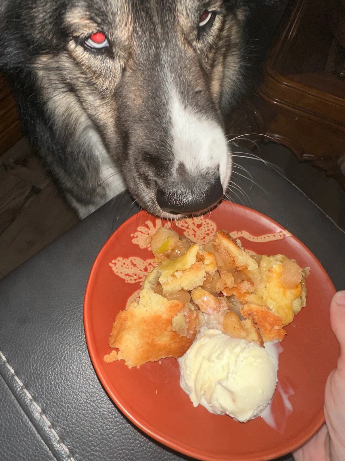 Atlas the husky next to an untouched pie, looking guilty