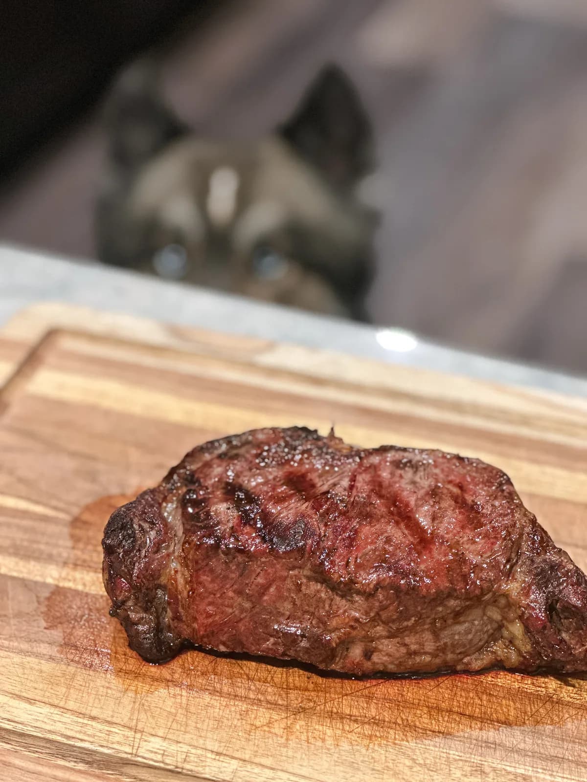Atlas the husky locked in on a piece of steak
