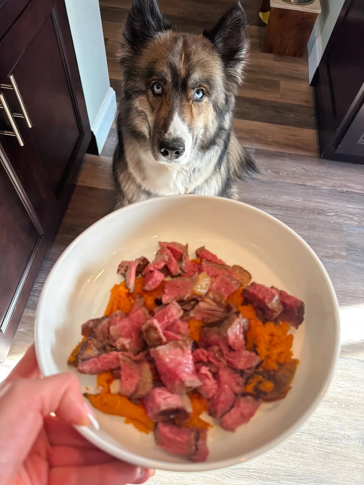 A husky named Atlas waiting patiently next to a plate of steak